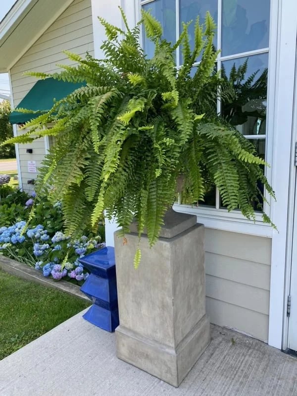 【Official USA Store】Last Day 80% OFF UV Resistant Lifelike Artificial Boston Fern