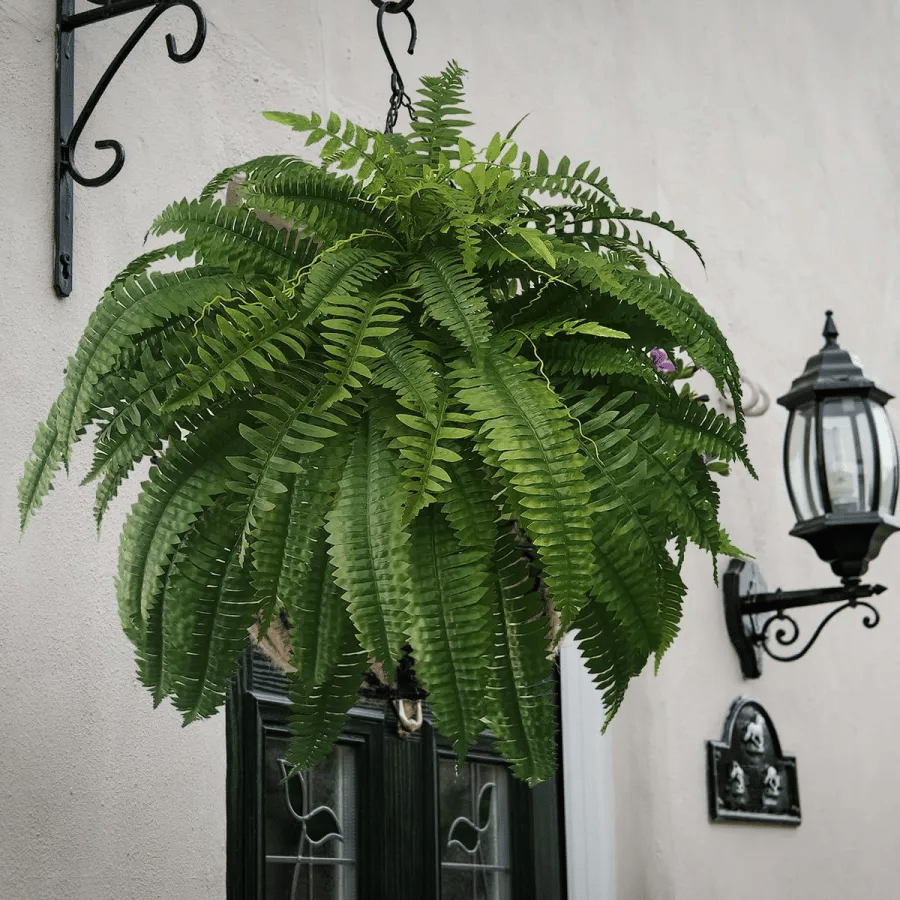 【Official USA Store】Last Day 80% OFF UV Resistant Lifelike Artificial Boston Fern