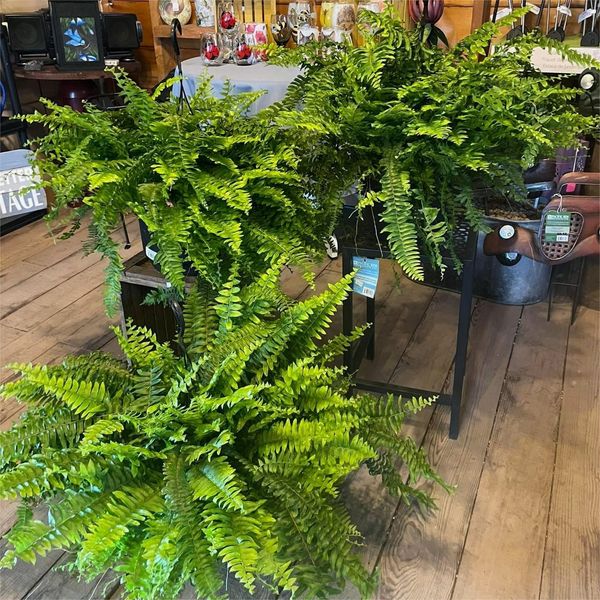 【Official USA Store】Last Day 80% OFF UV Resistant Lifelike Artificial Boston Fern
